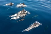 dolphins in the sea, view from above.