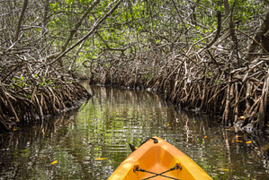 Een kajak glijdt over een rustig waterweggetje in een mangrovebos op Bonaire, omgeven door kronkelende wortels en felgroen gebladerte, onder een zacht gefilterd licht.