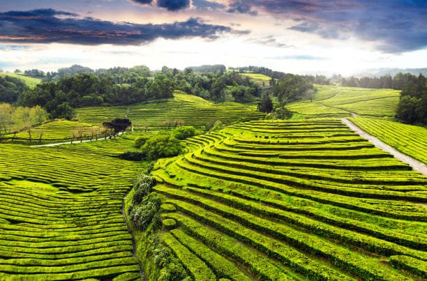 Luchtfoto van de Cha Gorreana theeplantage op São Miguel, Azoren, met zonnestralen die de ochtend verlichten.