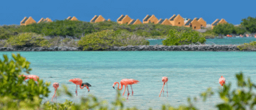 Bonaire: De Caribische Ontspanning. Een groep roze flamingo's op Bonaire waadt in een turquoise lagune, met weelderig groen en kleine hutten met gele daken op de achtergrond, onder een helderblauwe lucht.