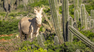 Een lichtbruine ezel staat te midden van hoge, groene cactussen in een zonovergoten woestijnlandschap op Bonaire. Het tafereel is vredig en benadrukt de veerkracht en schoonheid van de natuur.