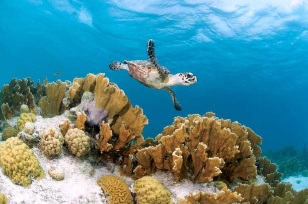 Een zeeschildpad zwemt sierlijk boven de kleurrijke koraalriffen van Bonaire in het helderblauwe water, waardoor een sereen en levendig onderwaterlandschap ontstaat.